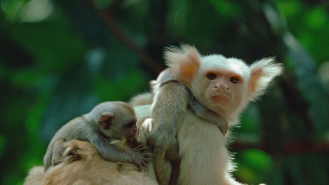 Adult marmoset carrying two babies on its back.