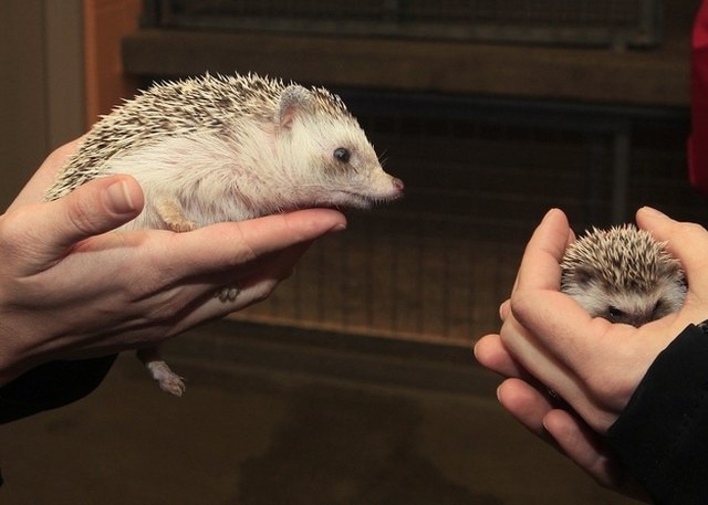 Adult hedgehog looking at baby hedgehog.