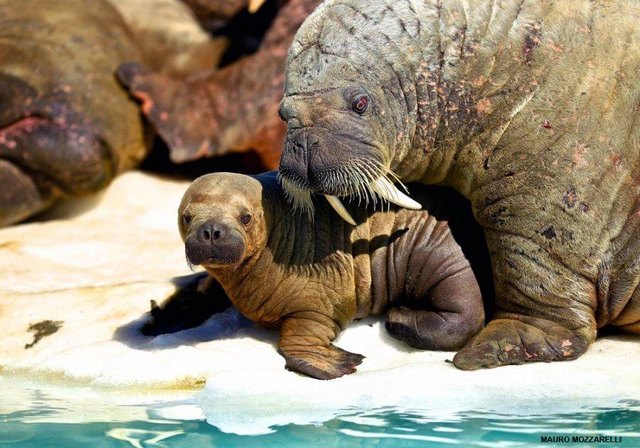 Adult and baby walrus.