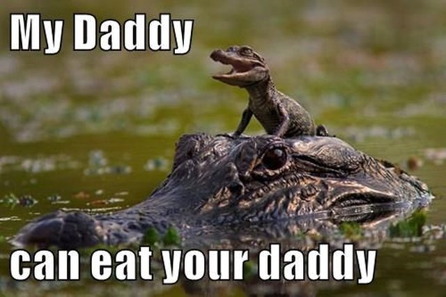 Baby crocodile on adult crocodile