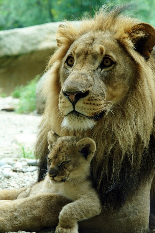 Lion cub sleeps on adult male lion