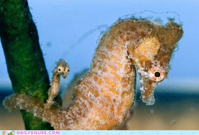 Seahorse with baby seahorse.