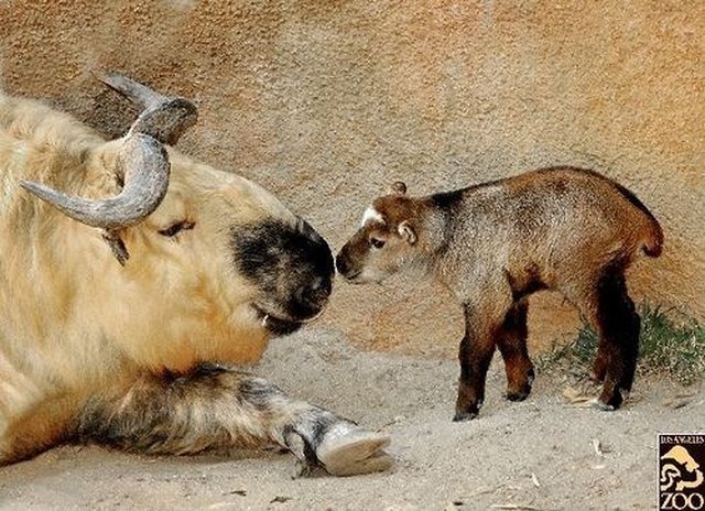 Adult and baby takin.