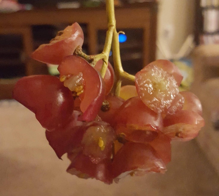 20+ Fotos que demonstram que nunca entenderemos a lógica das crianças