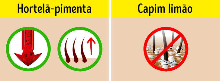 20+ Óleos para cabelos, pele e unhas melhores que qualquer cosmético