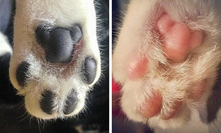 17 Usuarios de la red que saben más sobre este mundo que Google