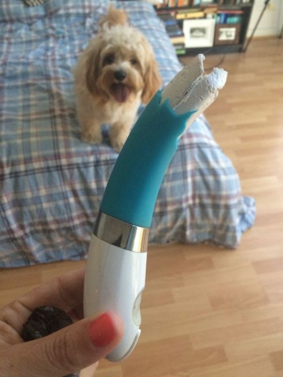 Perro arriba de una cama detrás de una mano mostrando un objeto mordido por él