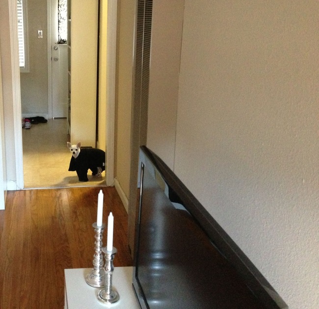 Perrito saliendo de un cuarto con una prenda de ropa encima