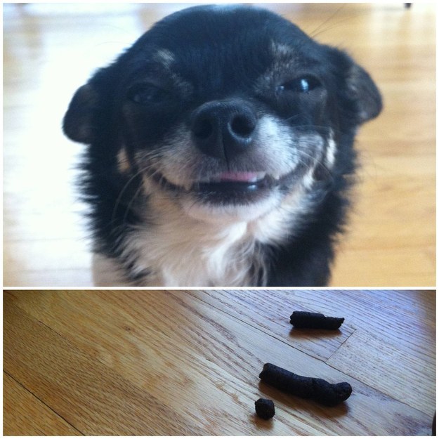 Cara de un perro sonriendo y debajo una foto de su excremento
