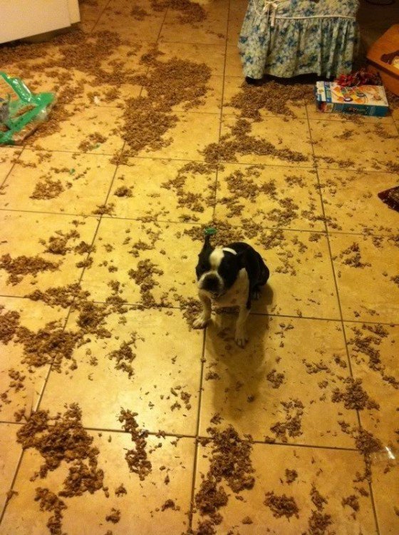 Perro bull dog con un desastre a su alrededor