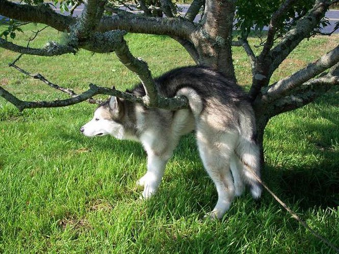 Perro atorado entre las ramas de un árbol