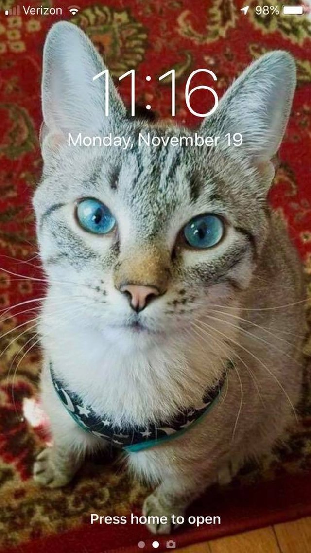 28 cat-themed locks screens for your phone