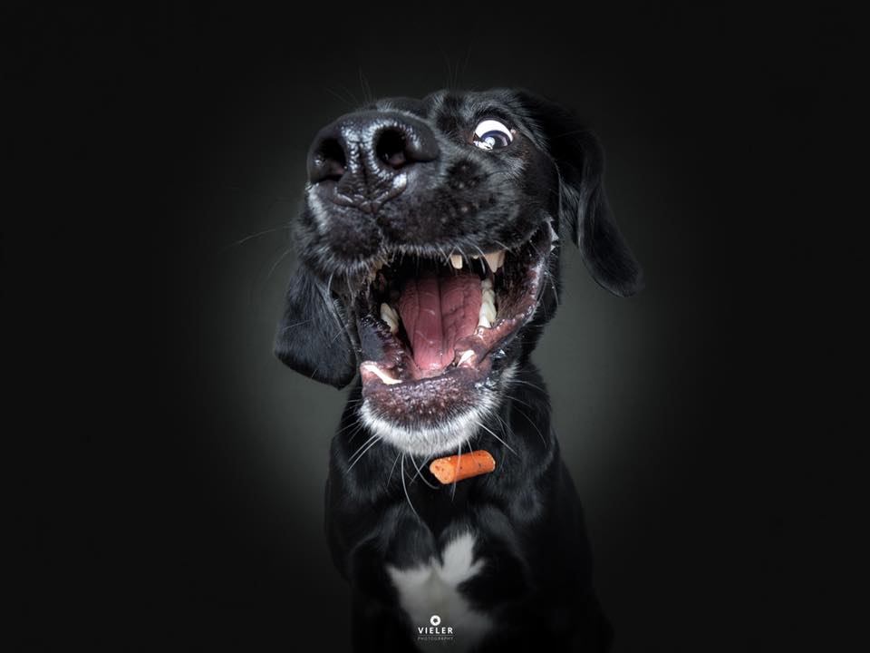 50 Joyful Photos Of Dogs Eating Treats By Christian Vieler - Small Joys