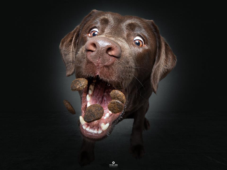 50 Joyful Photos Of Dogs Eating Treats By Christian Vieler Small Joys