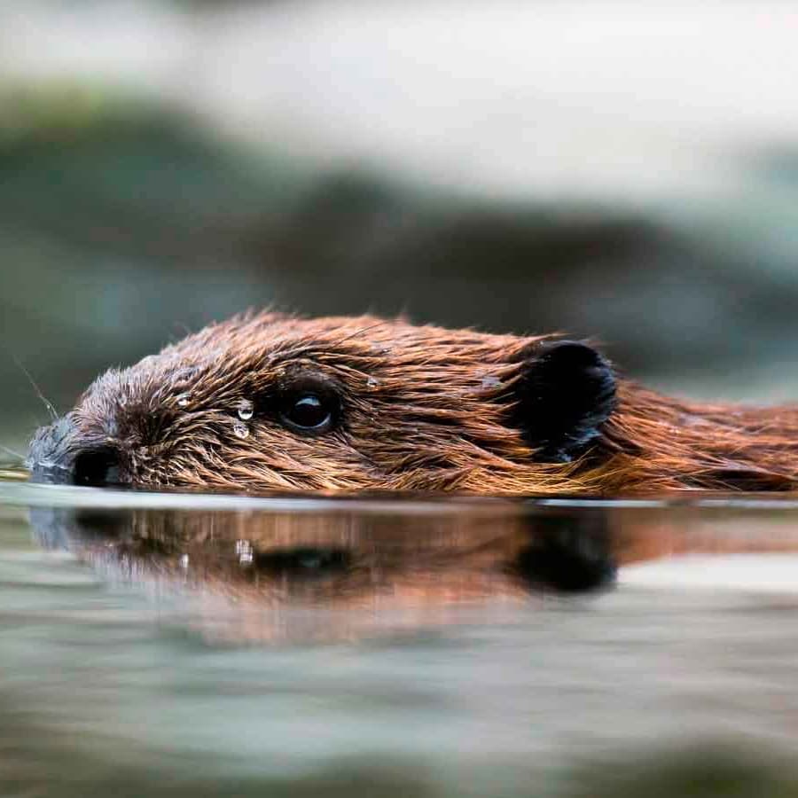 55 Adorable Baby Beavers You'd Instantly Want To Give A Hug To Small Joys