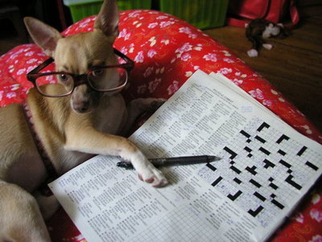 Dog wearing glasses and posing next to crossword puzzle.