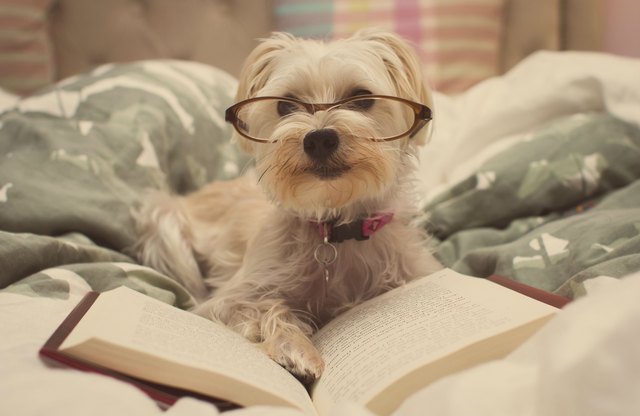 Dog posing with a book and wearing glasses.