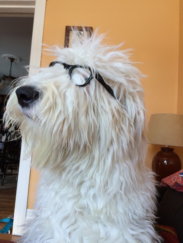 Dog wearing glasses.