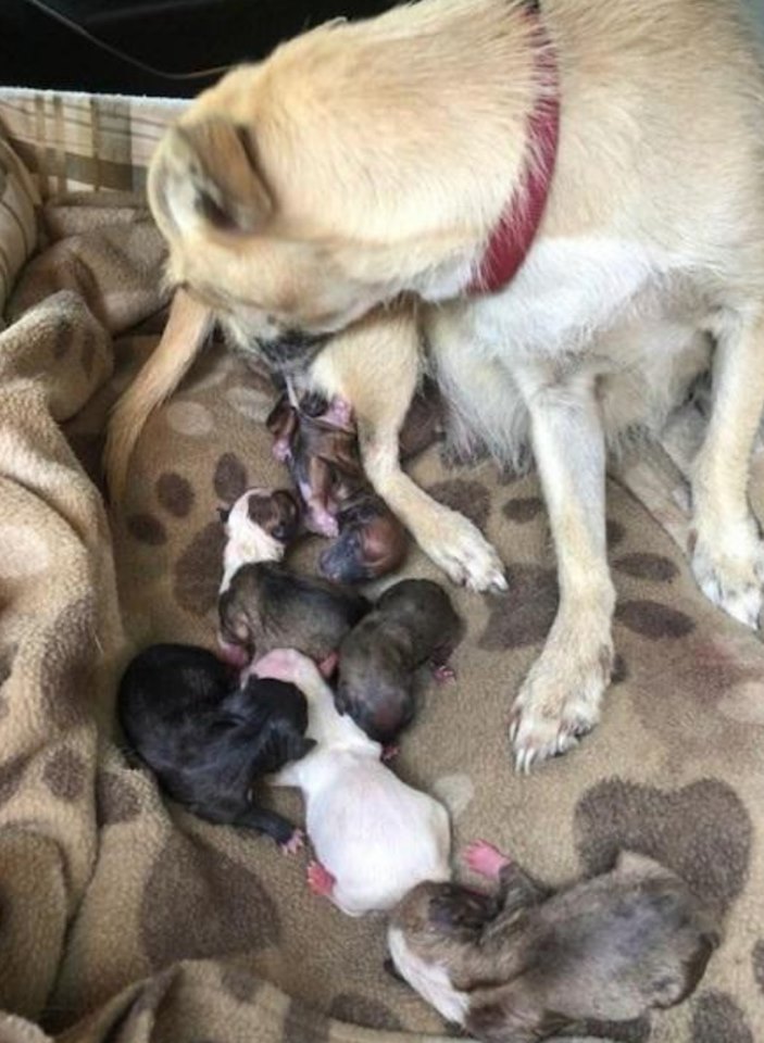 L Ame D Un Chien Apres Sa Mort Une chienne a donné naissance dans la voiture d'un couple qui l'a