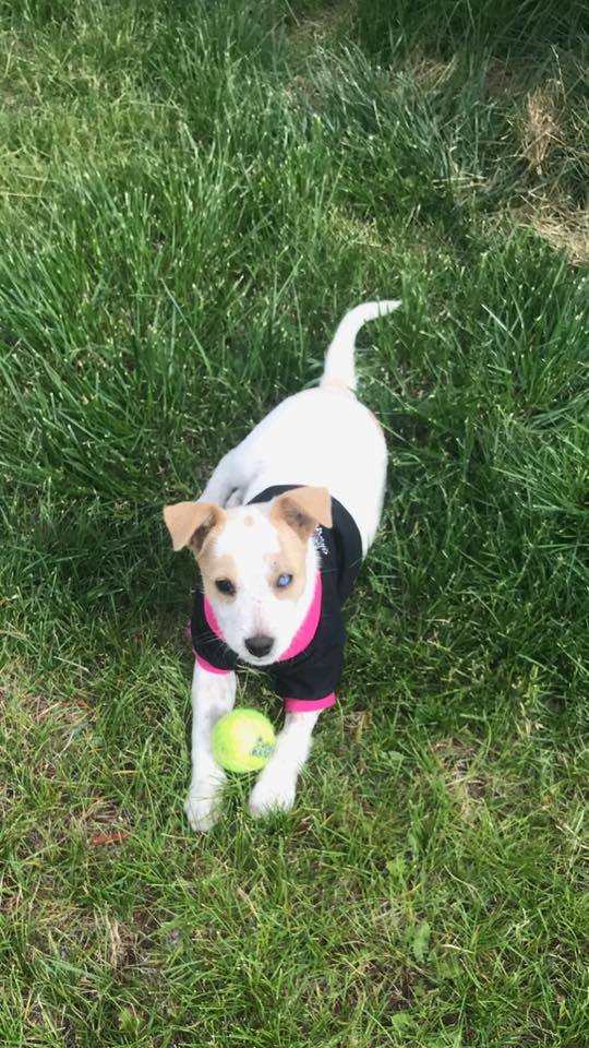 Mon chien se gratte beaucoup image