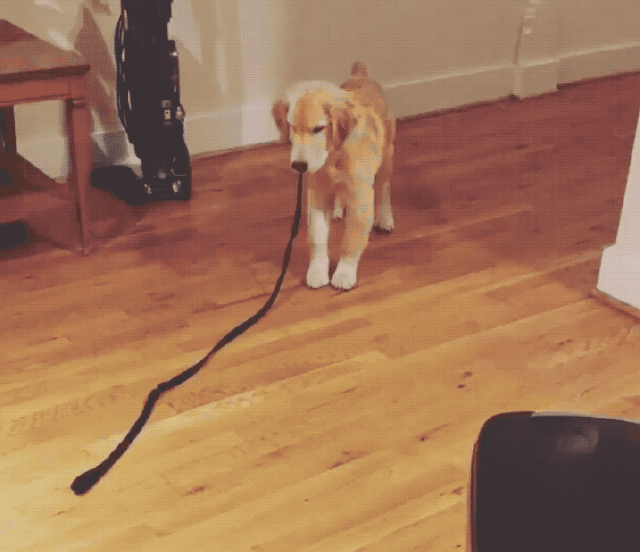 22 dogs that have no idea how dog leashes work