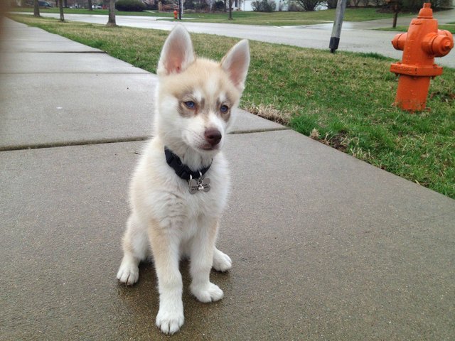 22 dogs that have no idea how dog leashes work