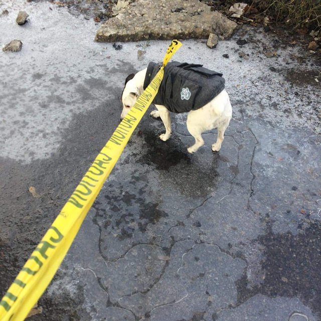 22 dogs that have no idea how dog leashes work