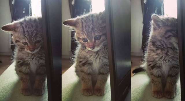 Kitten hiding its face behind table leg.