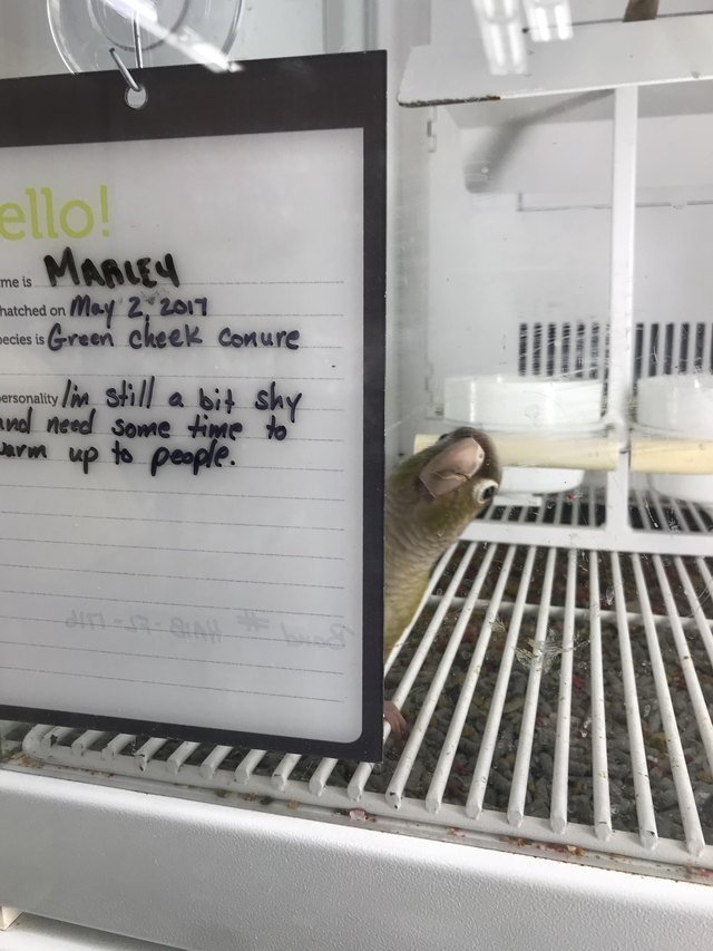 Bird in shelter cage peeking out from behind sign.