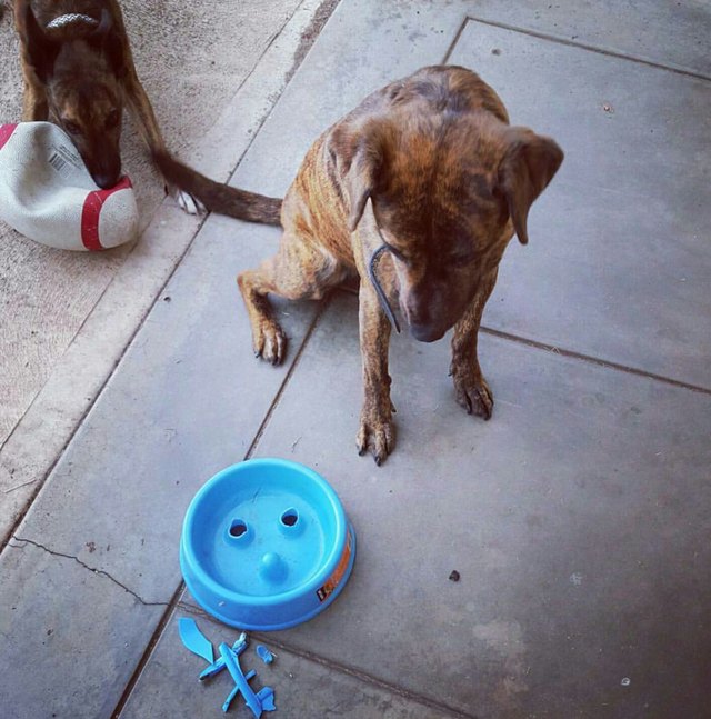 15 of the most annoying things dogs do