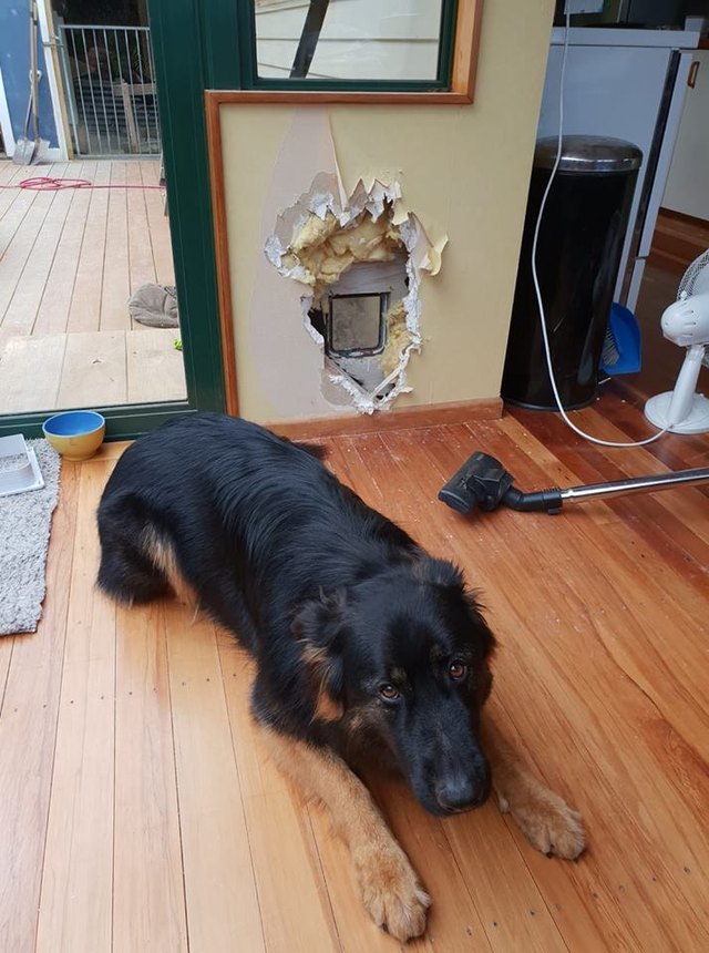 15 of the most annoying things dogs do