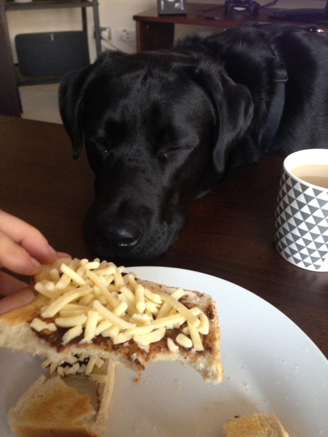 15 of the most annoying things dogs do