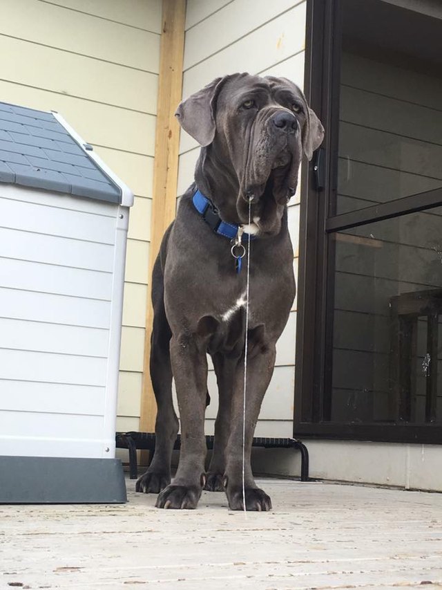 15 of the most annoying things dogs do