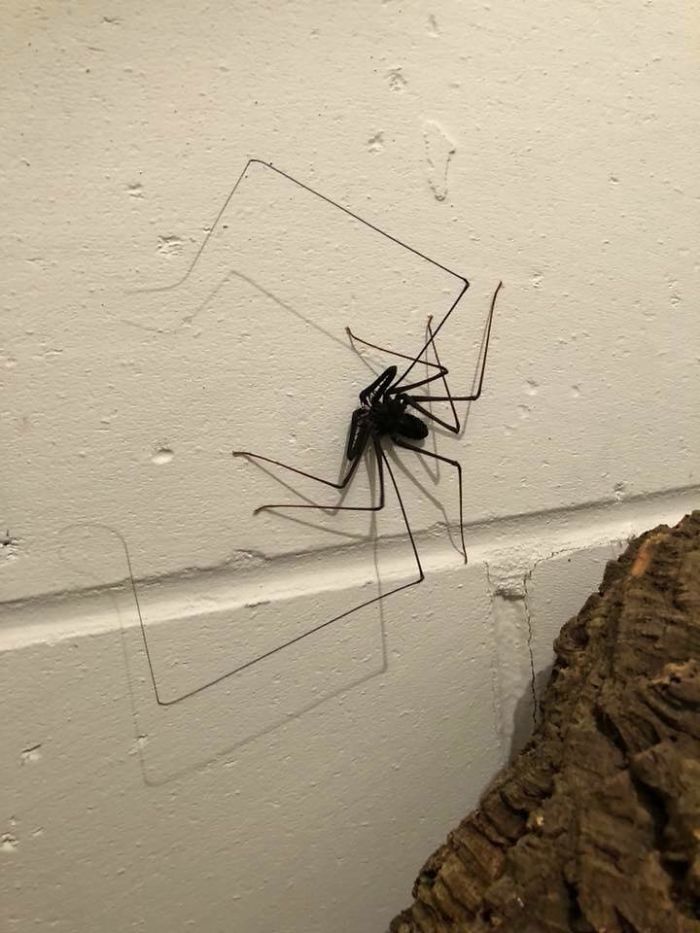 Someone Designed A "Cool" Bathroom For Spiders Small Joys