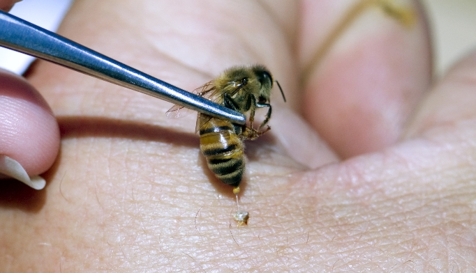 Bee Sting Therapy Has Proven Helpful In Treating Several Diseases Small Joys 