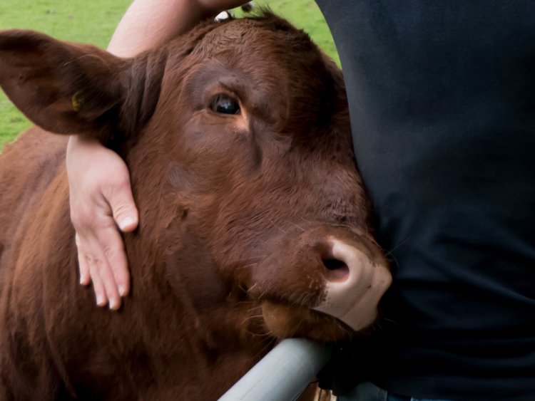 Image result for cow 750