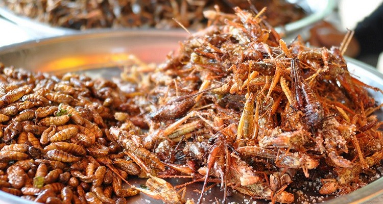 Image result for bugs as a protein source 750