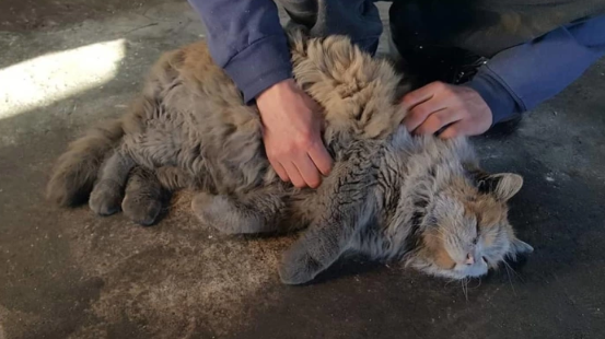 Rencontrez Dirt Le Chat Des Chemins De Fer Qui A Toujours L Air D Avoir Besoin De Prendre Une Douche Vonjour