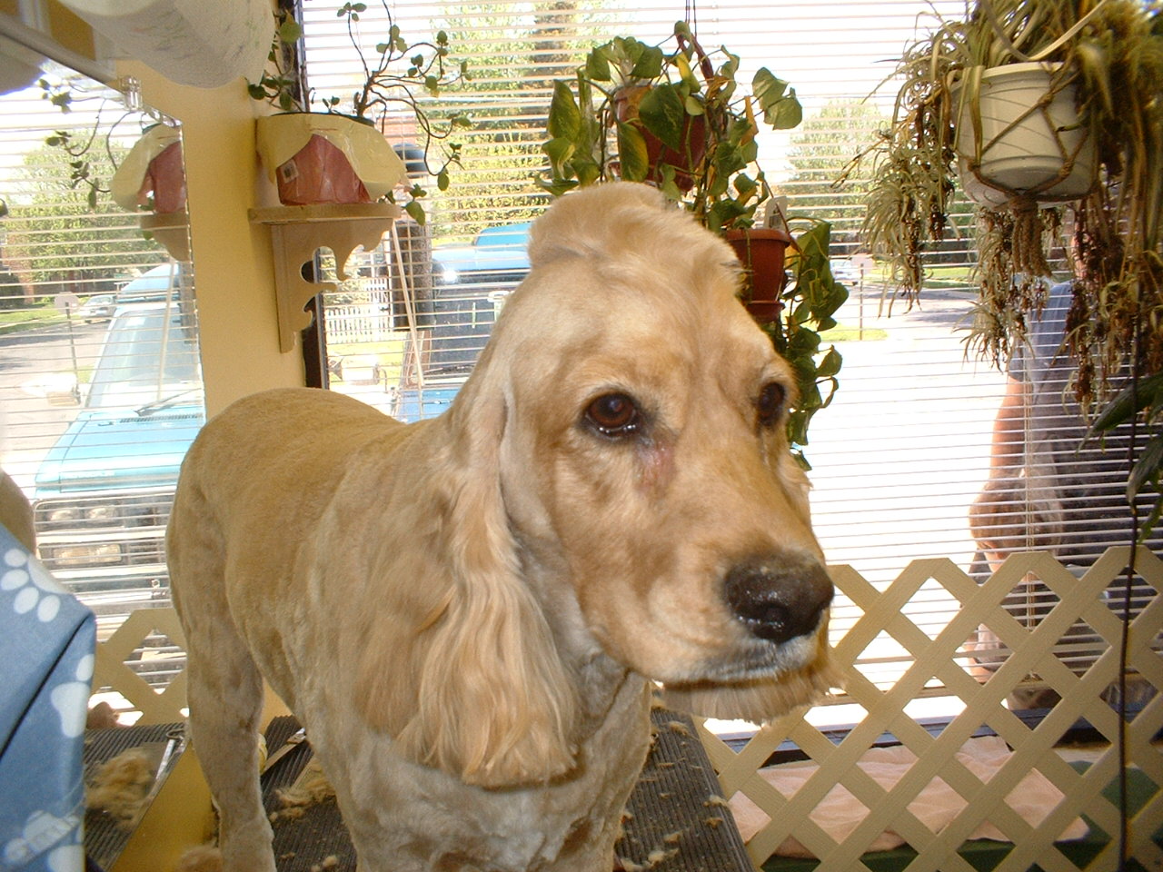 Image result for dog with mohawk