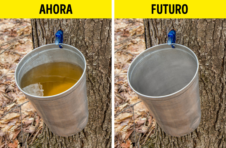 10 Alimentos que posiblemente nunca volvamos a comer debido al cambio climático