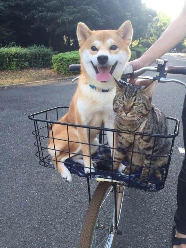 not happy cat in bike basket