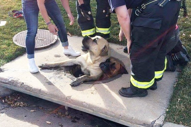 33 Funny Photos Of Goofy Pets Guaranteed To Make You Laugh