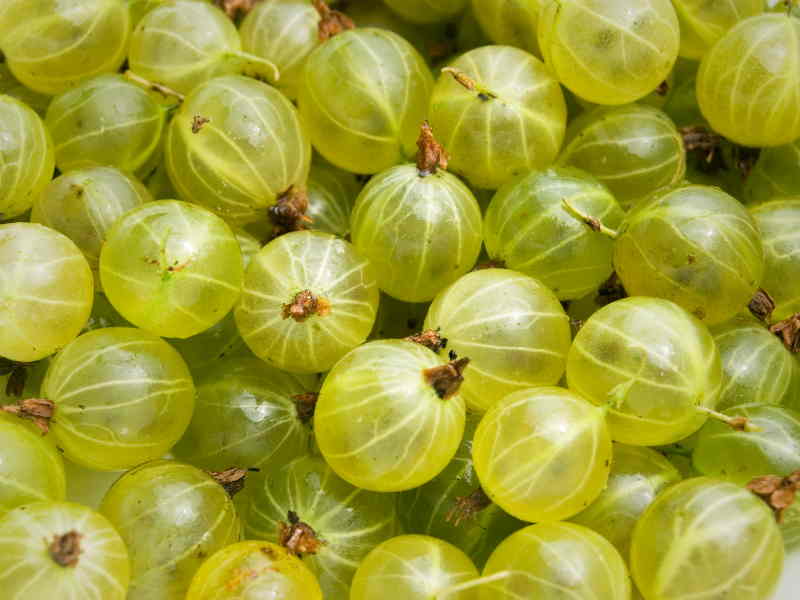 Indian Gooseberries
