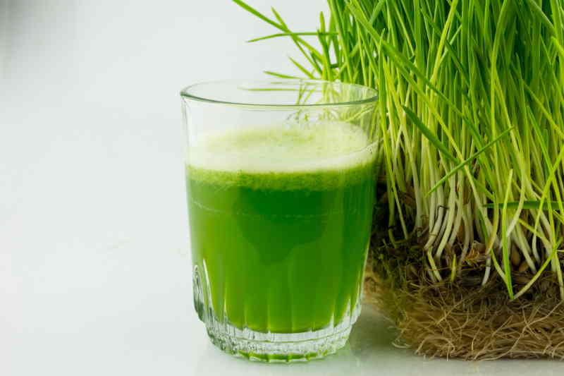 Organic Wheat Grass