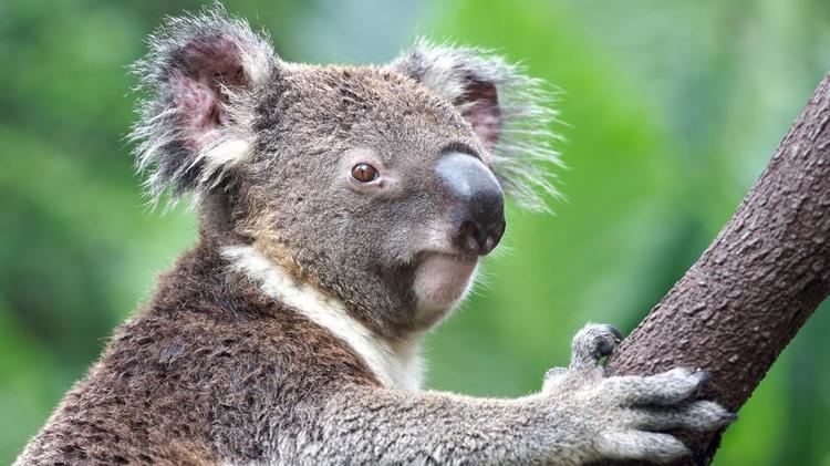 Image result for koalas Are