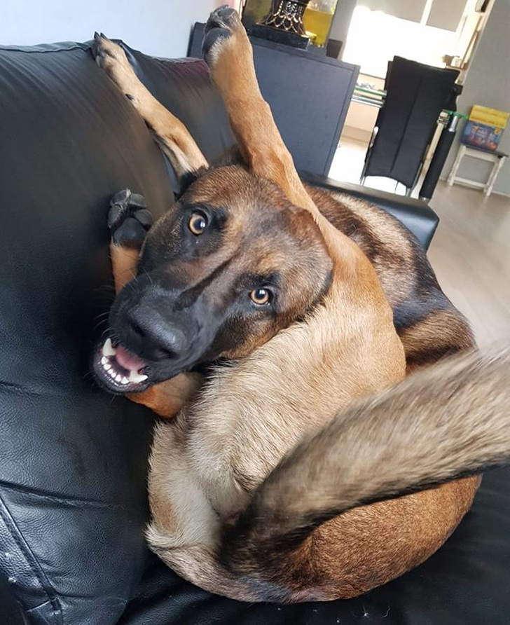 Estas personas comparten las locuras de sus perros, y son totalmente geniales