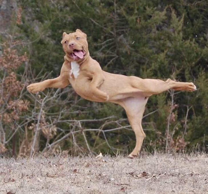 Estas personas comparten las locuras de sus perros, y son totalmente geniales
