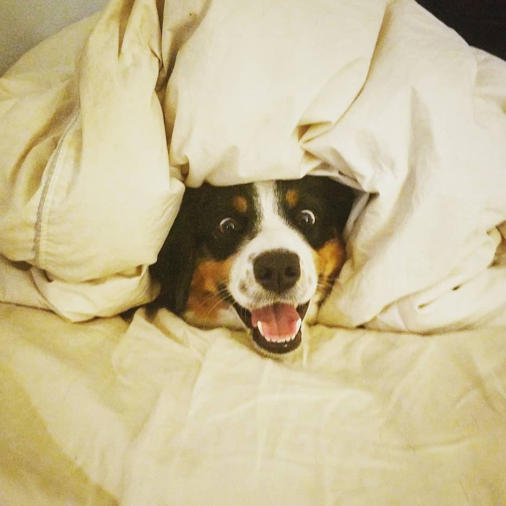 Estas personas comparten las locuras de sus perros, y son totalmente geniales