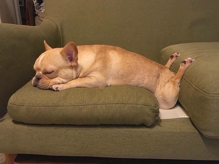 Estas personas comparten las locuras de sus perros, y son totalmente geniales