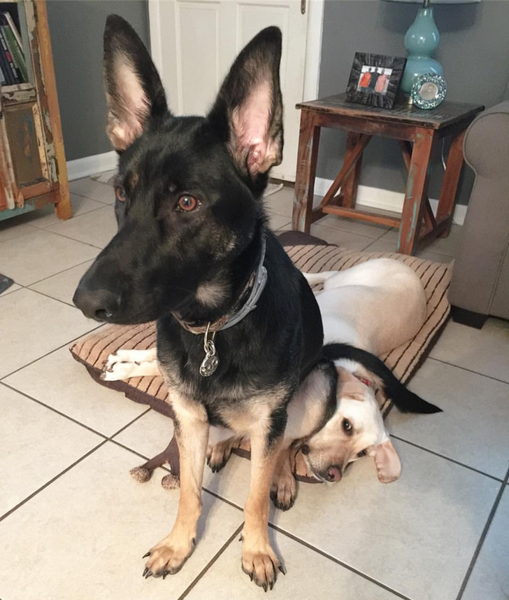 Estas personas comparten las locuras de sus perros, y son totalmente geniales